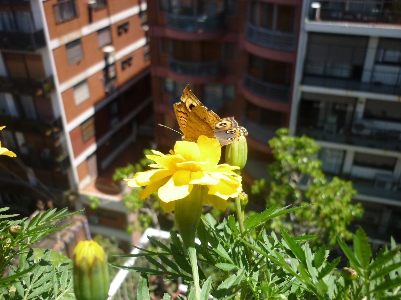 Europe passing through