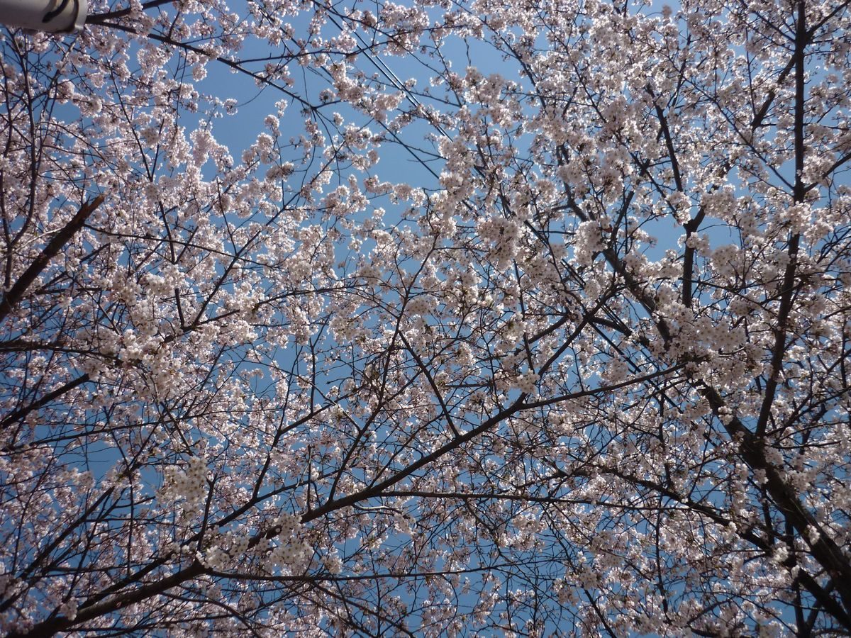 Cherry blossoms Seoul